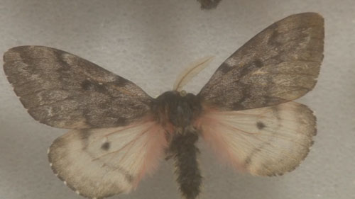 Researchers investigate the growing moth population and tell us why this is an event no Arizonan should miss. Cronkite News reporter <b>Lacey Darrow</b> has the story.